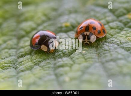 Harlequin ladybirds (Harmonia axyridis) showing two colour forms, Sussex, England, UK, January. Stock Photo