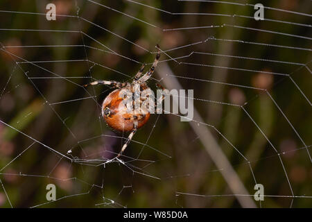 Four spotted orb weaver spider (Araneus quadratus) on web. Sussex, England, UK, October. Stock Photo