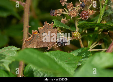 Comma butterfly (Polygonia c-album) feeding from blackberry. Sussex, England, UK, August. Stock Photo