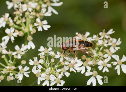 Hoverfly (Eristalis pertinax) male, Sussex, England, UK, August. Stock Photo