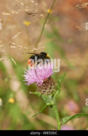 Red tailed bumblebee (Bombus lapidarius) on knapweed, Sussex, England, UK, August. Stock Photo