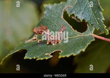 Caterpillar of  Scalloped Hook-tip (Falcaria lacertinaria) Sussex, England, UK, October. Stock Photo