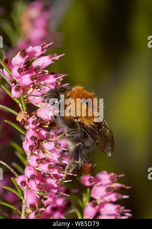Tree bumblebee (Bombus hypnorum) on heather, Sussex, England, UK, April. Stock Photo