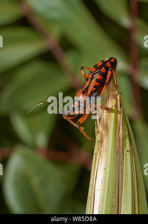 Assassin bug (Rhinocoris iracundus) Corfu, Greece, May. Stock Photo