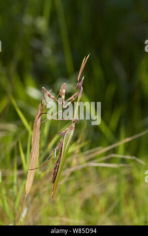 Praying mantis (Empusa fasciata) male, Corfu, Greece, May. Stock Photo