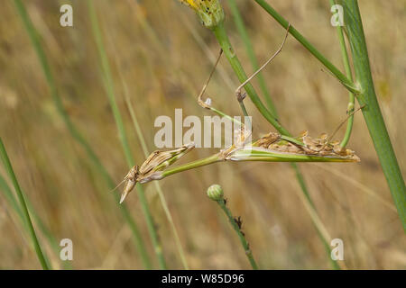 Praying mantis (Empusa fasciata) female, Corfu, Greece, May. Stock Photo