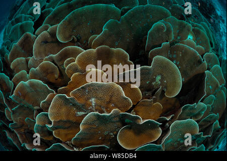 Small polyp stony coral (Montipora sp) plates, Raja Ampat, West Papua, Indonesia, Pacific Ocean. Stock Photo
