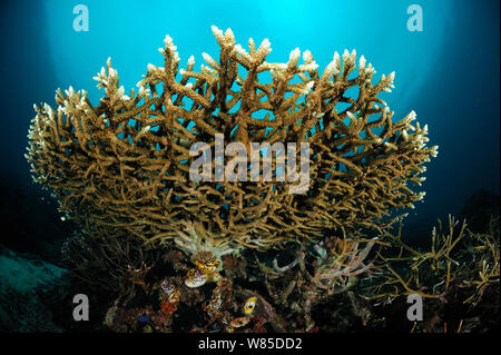 Table top coral (Acropora sp) Raja Ampat, West Papua, Indonesia, Pacific Ocean. Stock Photo