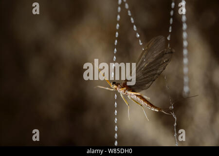 Fungus gnat (Mycetophilidae) larvae, with sticky hanging threads ...