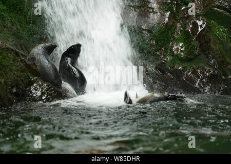 Three New Zealand fur seal pups (Arctocephalus forsteri) two on rocks near waterfall, another swimming, Ohau Stream, near Kaikoura, New Zealand, July. Stock Photo