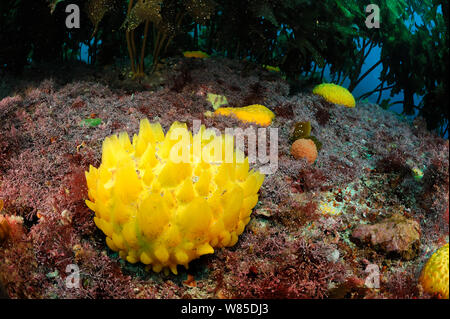 Yellow nipple sponges (Polymastia croceus) on sea bed, Poor Knights Islands, Marine Reserve, North Island, New Zealand, South Pacific Ocean, July. Stock Photo