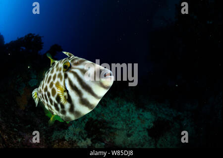 Leatherjacket (Parika / Meuschenia scaber) portrait, Poor Knights Islands, Marine Reserve, New Zealand, South Pacific Ocean, July. Stock Photo