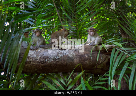 Long-tailed macaque (Macaca fascicularis) juveniles playing on a suspended tree trunk - wide angle perspective.  Bako National Park, Sarawak, Borneo, Malaysia. Stock Photo