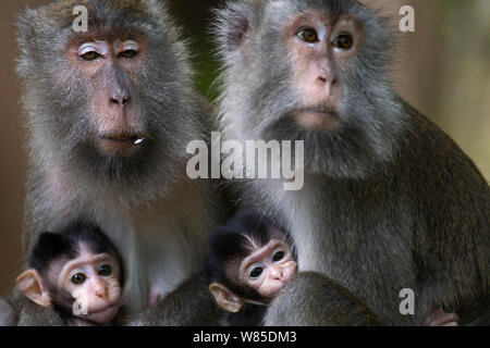 Long-tailed macaque (Macaca fascicularis) females sitting with theirsuckling babies aged 2-4 weeks.  Bako National Park, Sarawak, Borneo, Malaysia. Stock Photo