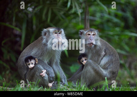 Long-tailed macaque (Macaca fascicularis) females sitting with their babies aged 2-4 weeks.  Bako National Park, Sarawak, Borneo, Malaysia. Stock Photo