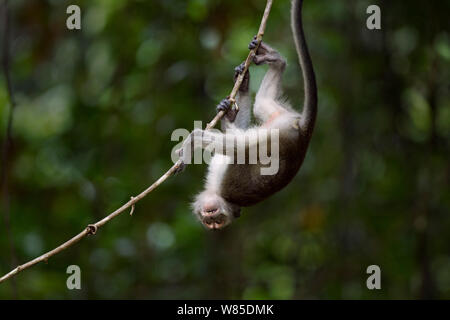 Long-tailed macaque (Macaca fascicularis) juvenile playing on a liana.  Bako National Park, Sarawak, Borneo, Malaysia. Stock Photo