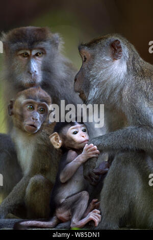 Long-tailed macaque (Macaca fascicularis) family group including a baby aged 2-4 weeks.  Bako National Park, Sarawak, Borneo, Malaysia. Stock Photo