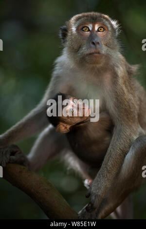 Long-tailed or crab-eating macaque (Macaca fascicularis) female with suckling baby. Gunung Leuser National Park, Sumatra, Indonesia. Stock Photo