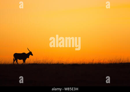 Common Eland (Tragelaphus oryx) walking at sunrise. Maasai Mara National Reserve, Kenya. Feb 2012. Stock Photo