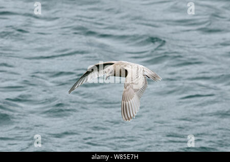 Kumlien&#39;s Gull (Larus glaucoides kumlieni) juvenile in first winter, Ardglass Harbour, County Down, Northern Ireland, February. Stock Photo