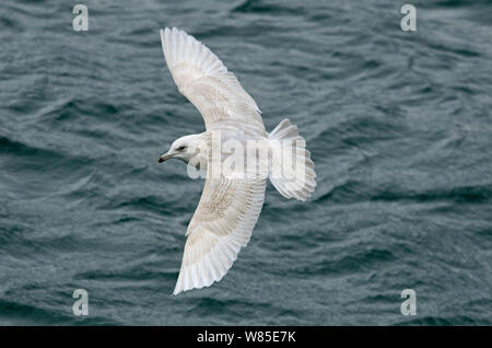 Iceland Gull (Larus glaucoides) second winter gull in flight, Ardglass Harbour, Northern Ireland, February. Stock Photo