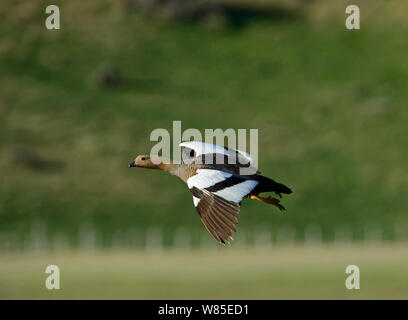 Upland Magellan Goose Family Torres Del Paine National Par…