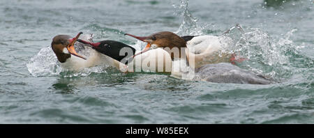 Goosander (Mergus merganser) male and females fighting over food, Lake Geneva, Switzerland, March. Stock Photo