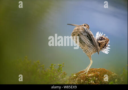 Great snipe (Gallinago media) displaying. Norway, May. Stock Photo