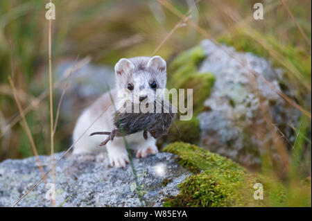 Stoat (Mustela erminea) with mouse prey. Eggum, Vestvaagoey, Lofoten, Nordland, Norway, October. Stock Photo