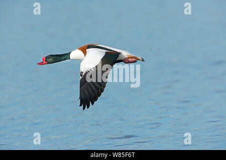 Shelduck (Tadorna tadorna) male in flight, Cley, Norfolk, February. Stock Photo