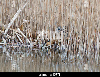 Eurasian bittern (Botaurus stellaris) Holme, Norfolk Wildlife Trust, Norfolk, February. Stock Photo