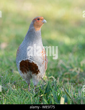 Grey partridge (Perdix perdix), North Norfolk, February. Stock Photo
