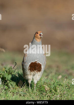 Grey partridge (Perdix perdix) calling, North Norfolk, February. Stock Photo