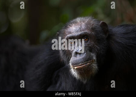 Eastern chimpanzee (Pan troglodytes schweinfurtheii) male &#39;Apollo&#39; aged 32 years head portrait. Gombe National Park, Tanzania. Stock Photo