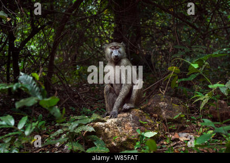 Olive baboon (Papio cynocephalus anubis) female sitting on a rock looking with curiosity. Gombe national Park, Tanzania. Stock Photo