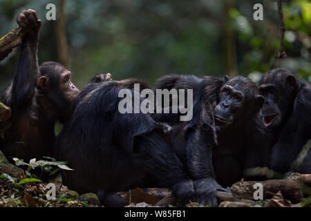 Eastern chimpanzee (Pan troglodytes schweinfurtheii) female &#39;Nuru&#39; aged 21years being groomed in a bigger group. Gombe National Park, Tanzania. Stock Photo