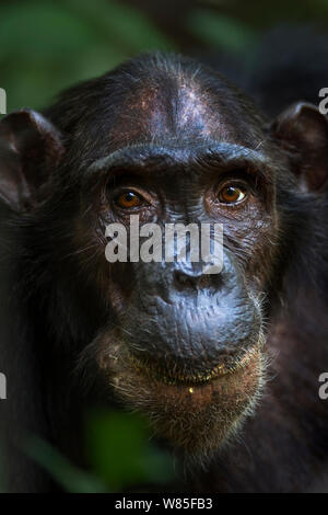 Eastern chimpanzee (Pan troglodytes schweinfurtheii) female &#39;Sandi&#39; aged 37 years portrait. Gombe National Park, Tanzania. Stock Photo
