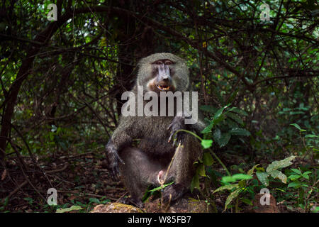 Olive baboon (Papio cynocephalus anubis) male sitting on a rock feeding on Mbula fruit. Gombe national Park, Tanzania. Stock Photo