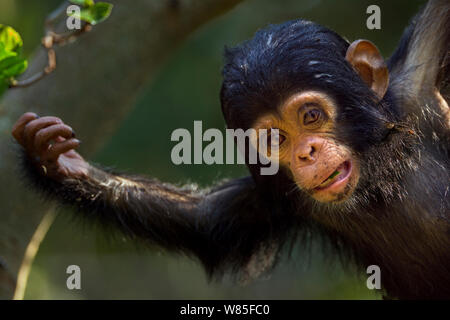 Eastern chimpanzee (Pan troglodytes schweinfurtheii) infant male &#39;Fifty&#39; aged 9 months playing in a tree. Gombe National Park, Tanzania. Stock Photo