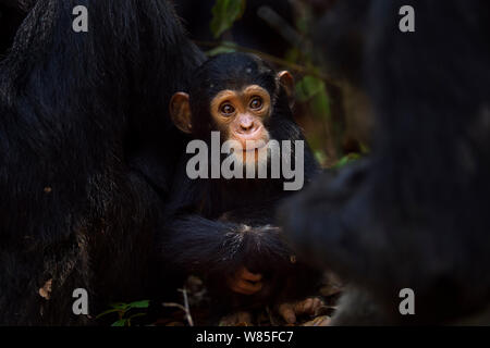 Eastern chimpanzee (Pan troglodytes schweinfurtheii) infant male &#39;Nyota&#39; aged 8 months playing in the middle of a grooming group. Gombe National Park, Tanzania. Stock Photo