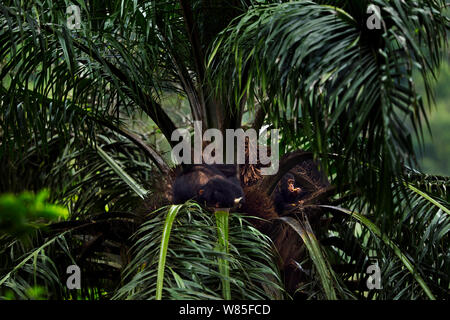 Eastern chimpanzee (Pan troglodytes schweinfurtheii) female &#39;Gaia&#39; aged 18 years her son &#39;Google&#39; aged 2 years and her brother &#39;Gizmo&#39; aged 1-2 years feeding on palm fruits in a palm tree. Gombe National Park, Tanzania. Stock Photo