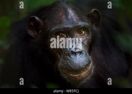 Eastern chimpanzee (Pan troglodytes schweinfurtheii) female &#39;Sandi&#39; aged 37 years portrait. Gombe National Park, Tanzania. Stock Photo