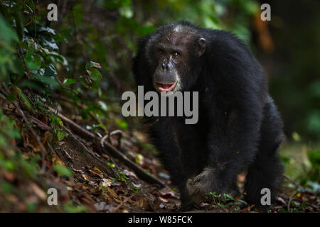 Eastern chimpanzee (Pan troglodytes schweinfurtheii) male &#39;Apollo&#39; aged 32 years displaying. Gombe National Park, Tanzania. Stock Photo