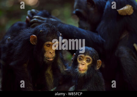 Eastern chimpanzee (Pan troglodytes schweinfurtheii) infant male &#39;Fifty&#39; aged 9 months sitting with his sister &#39;Fadhila&#39; aged 3 years while his mother &#39;Fanni&#39; aged 30 years grooms his other sister &#39;Familia&#39; aged 7 years in the background. Gombe National Park, Tanzania. Stock Photo