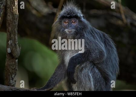 Silvered / silver-leaf langur (Trachypithecus cristatus) sitting portrait. Bako National Park, Sarawak, Borneo, Malaysia. Stock Photo