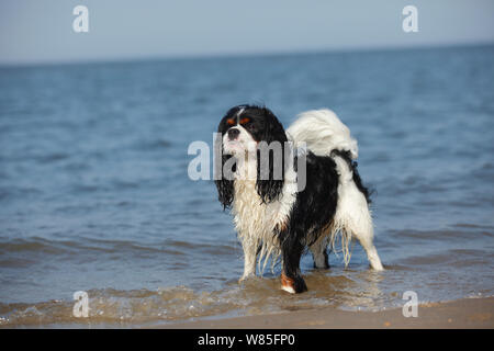 Cavalier King Charles Spaniel tricolour male, age 3, standing in waves, Texel, Netherlands. Stock Photo