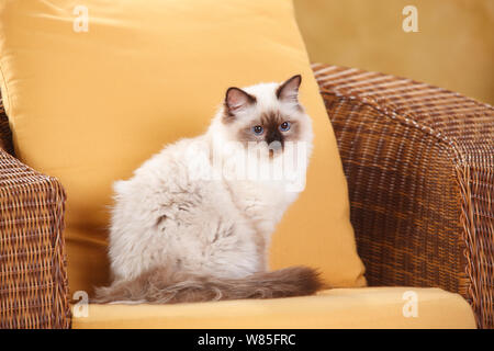 Sacred Cat of Birma, tomcat, with seal-point colouration, age 6 months. Resting in armchair. Stock Photo