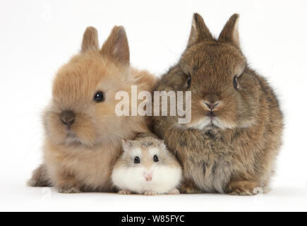 Roborovski Hamster (Phodopus roborovskii) with baby Netherland Dwarf rabbits. Stock Photo
