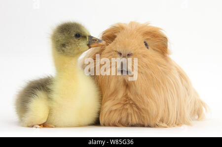 Gosling and long haired guinea pig. Stock Photo