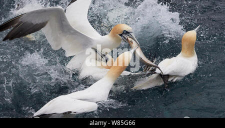 Gannets (Morus bassanus) squabbling over fish, Shetland, Scotland, UK. July. Stock Photo